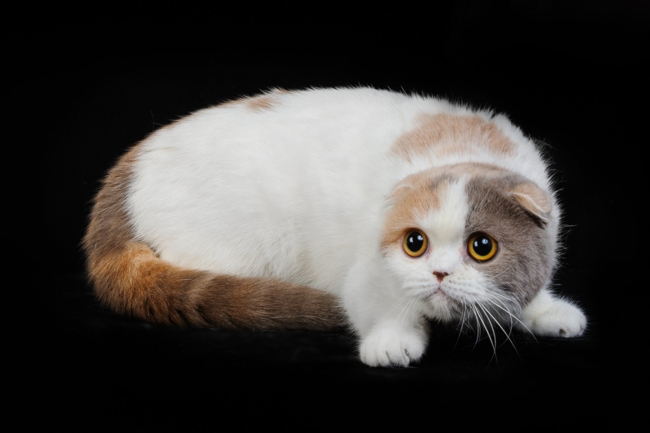Шотландская вислоухая кошка биколор