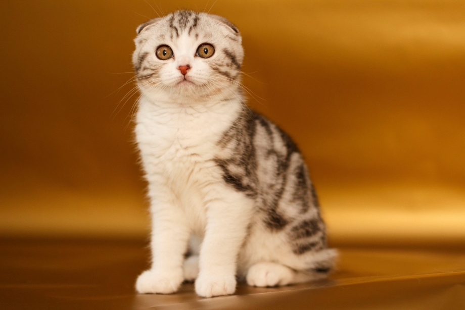 Американский скоттиш фолд