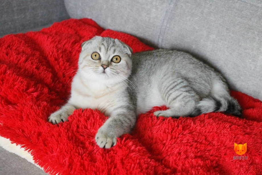 Вислоухий шотландец + Анатолийская кошка