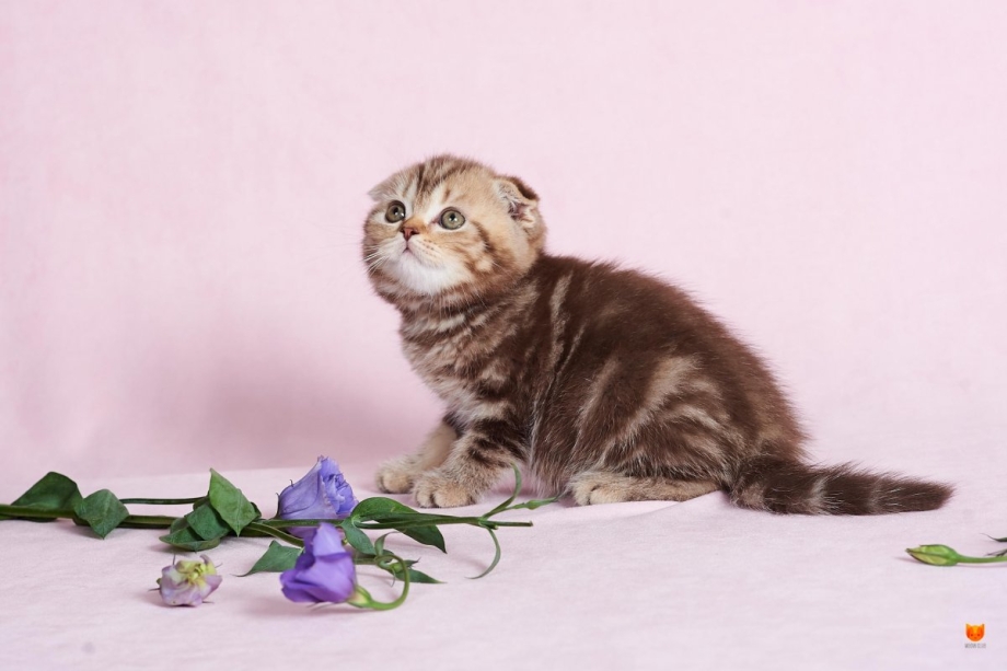 Скоттиш фолд шоколадный