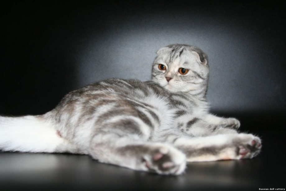 Скоттиш фолд мраморный