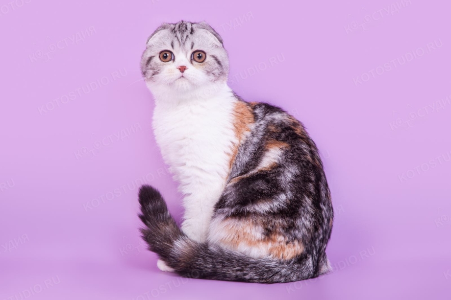 Шотландская скоттиш фолд цвет