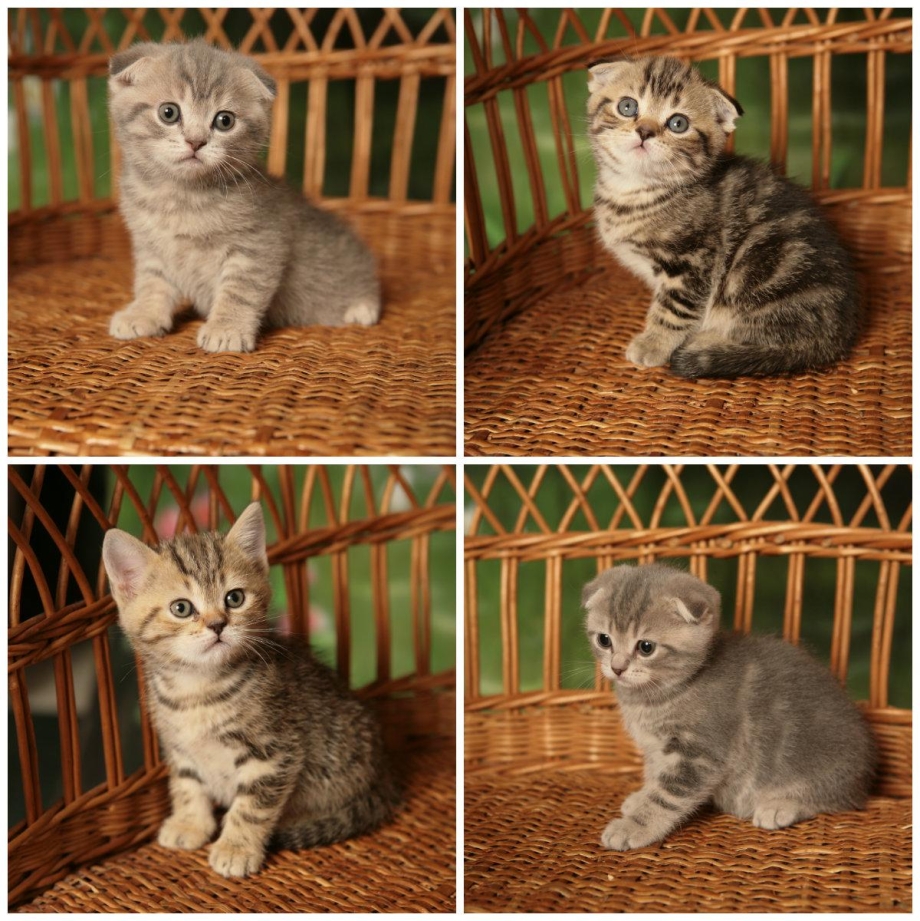 Расцветка шотландских кошек котята