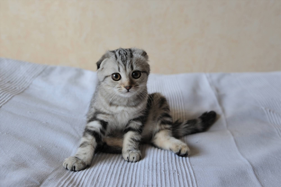 Скоттиш фолд черепаховый