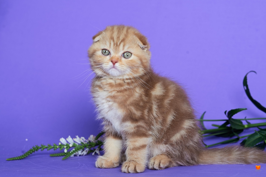 Клички для кошек шотландских вислоухих