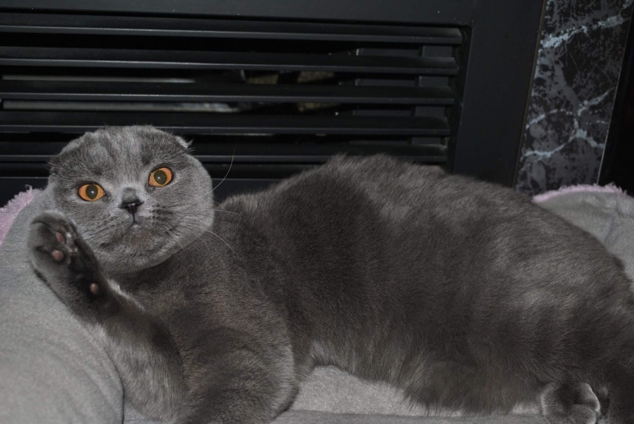 Скоттиш фолд грей