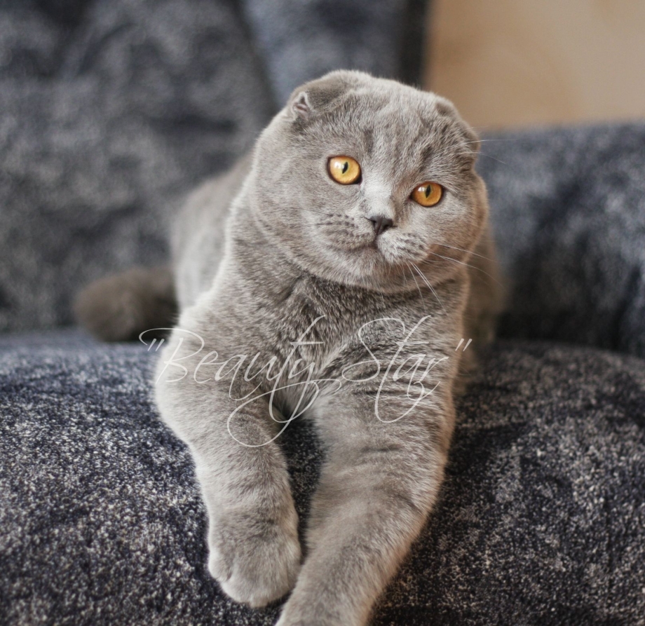 Скоттиш-фолд Шотландская вислоухая кошка дымчатый