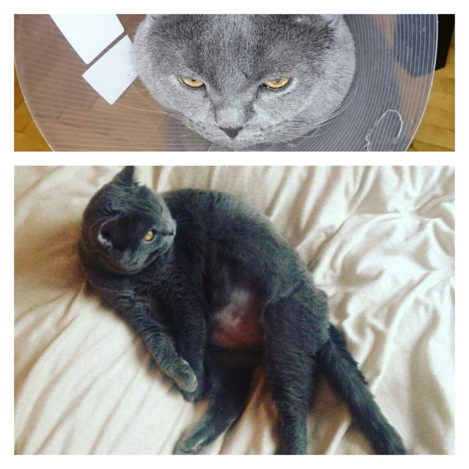 Короткий кот патология