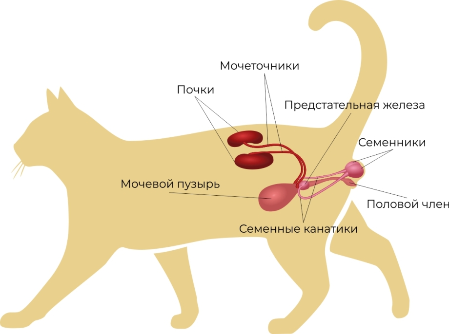 Мочеполовая система кота анатомия