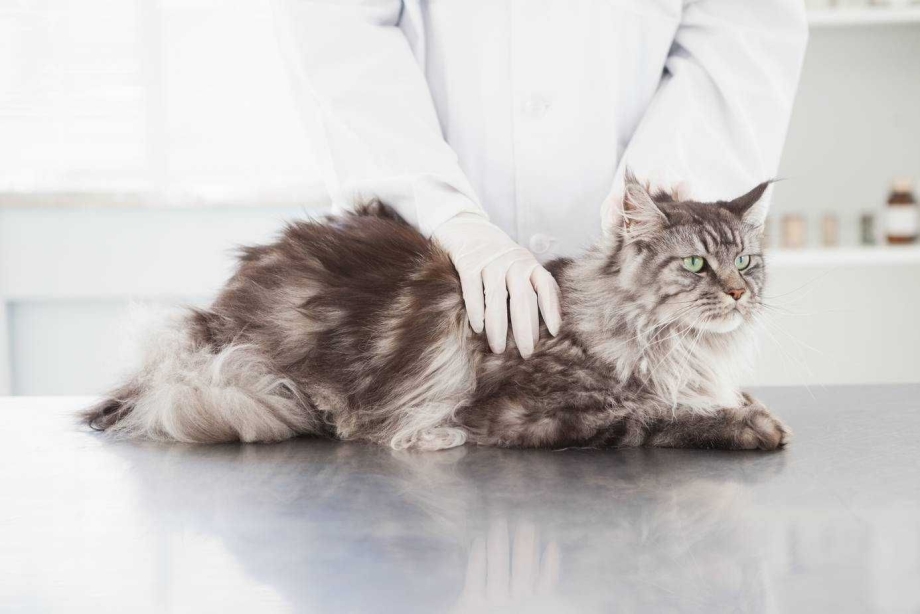Кастрация кота крипторха