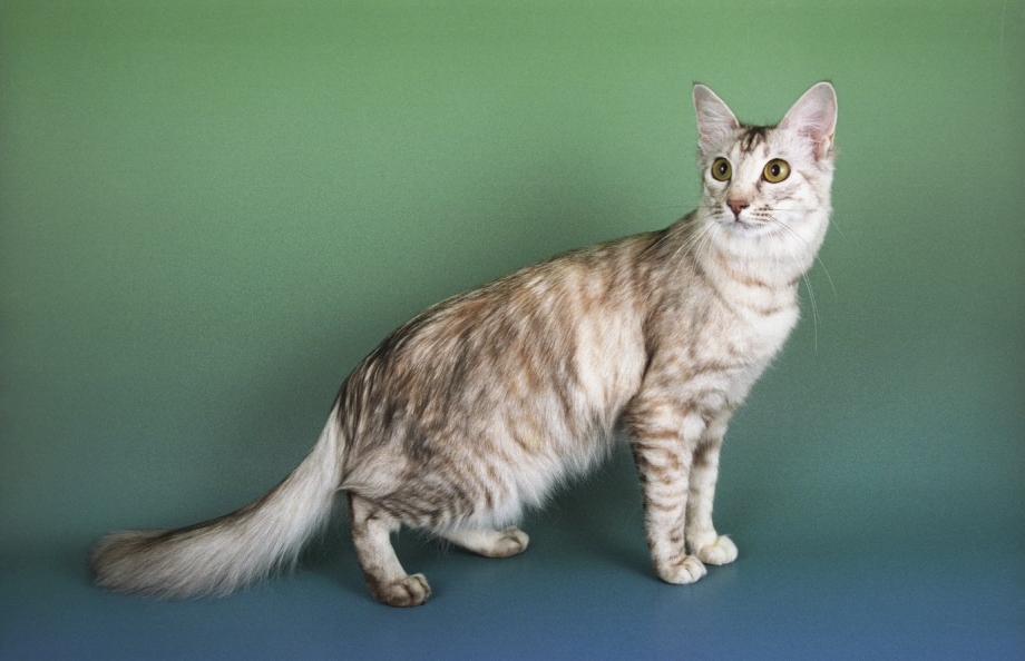 Яванез яванская кошка