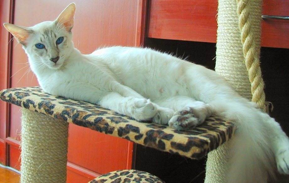 Котята породы Яванез