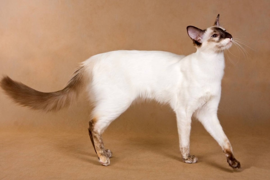 Балинезийская кошка