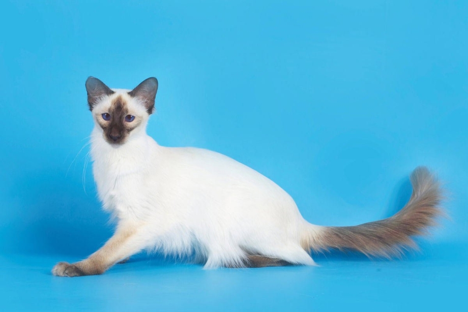 Балинезийская кошка