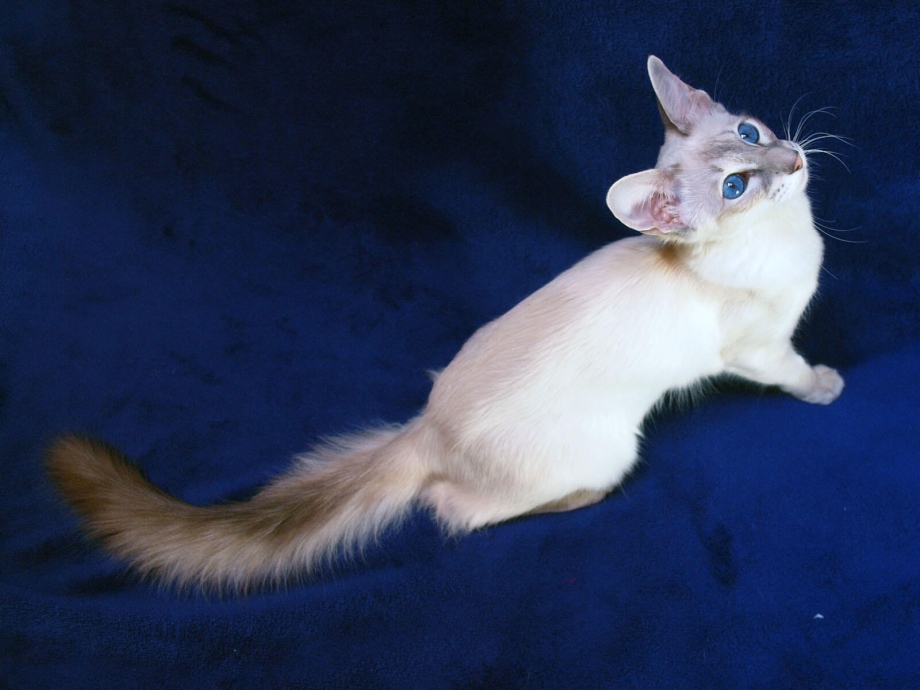Сиамская Балинезийская кошка