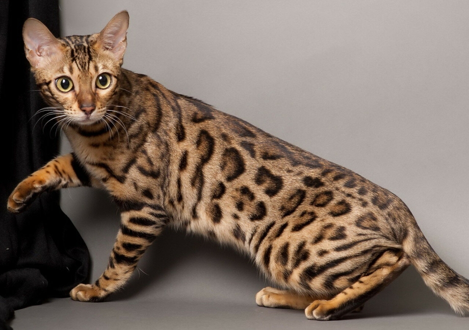 Бенгальский кот