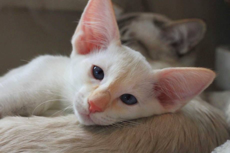Яванез яванская кошка