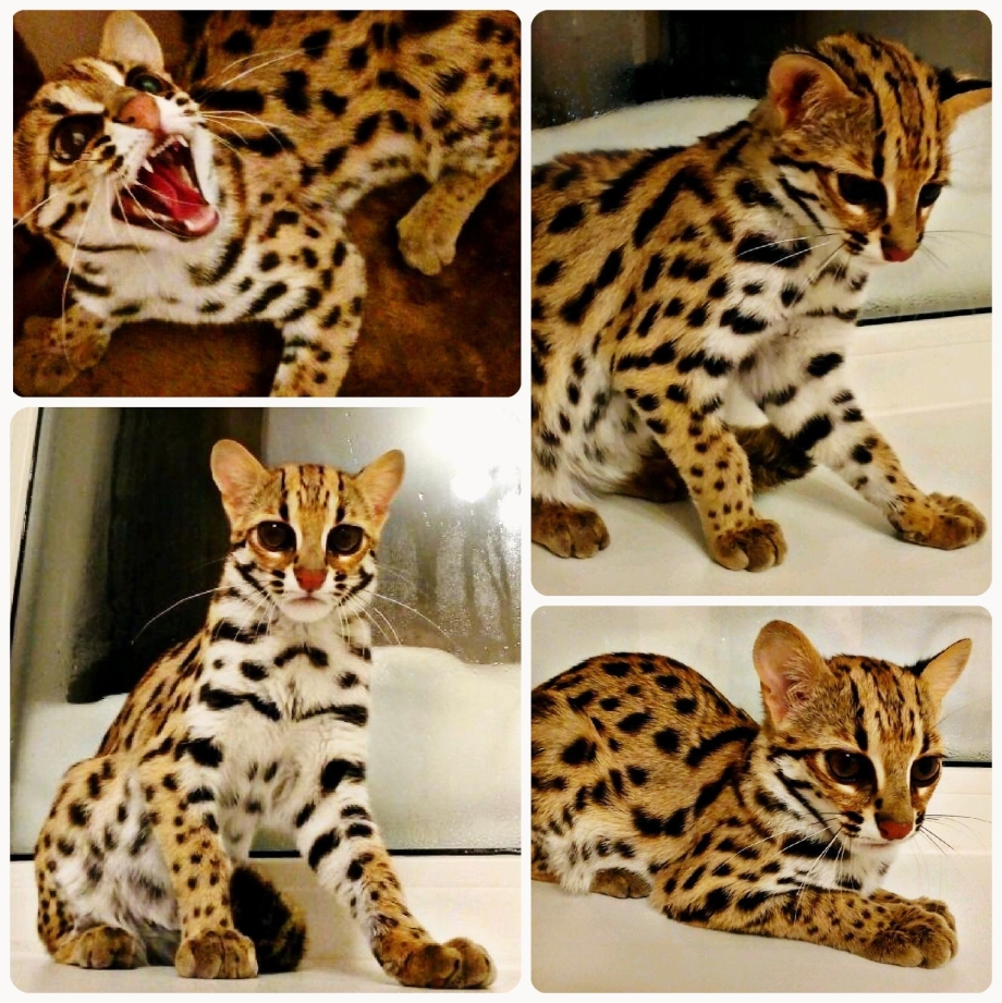 Азиатская леопардовая кошка алк