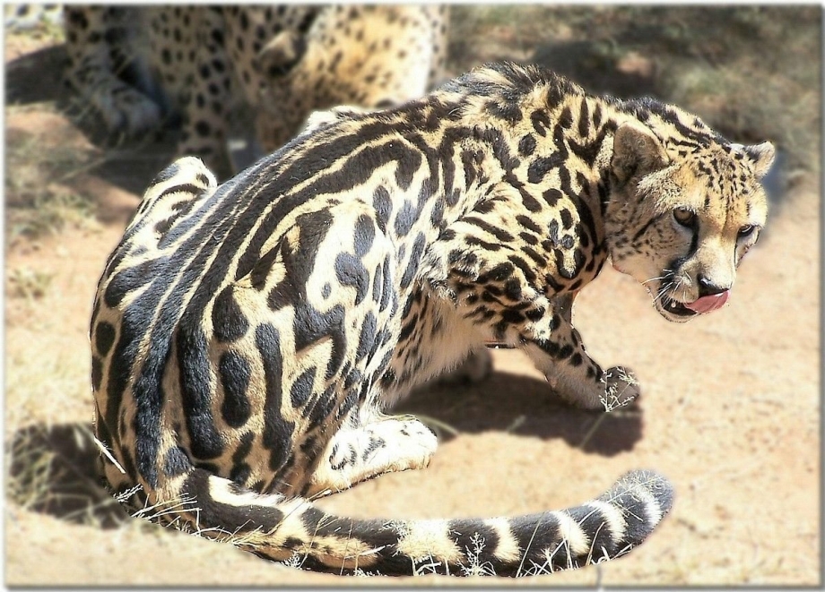 Королевский гепард