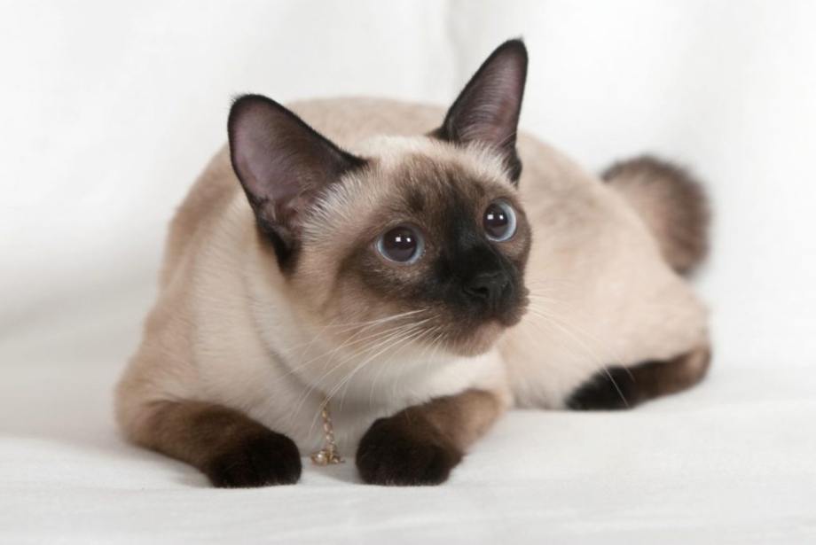 Сиамская кошка