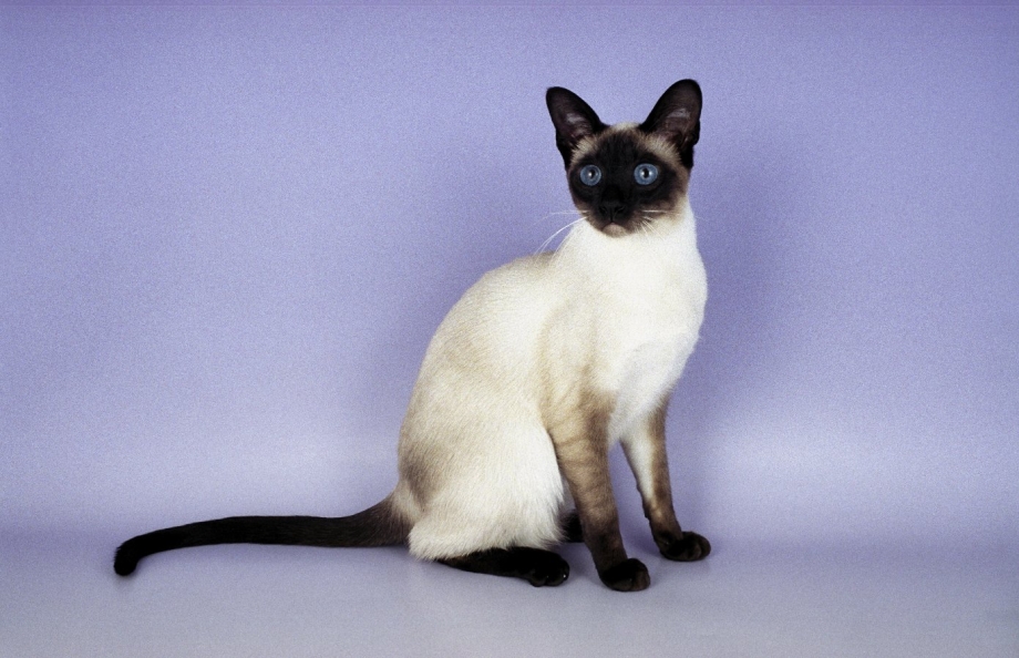 Сиамская Балинезийская кошка