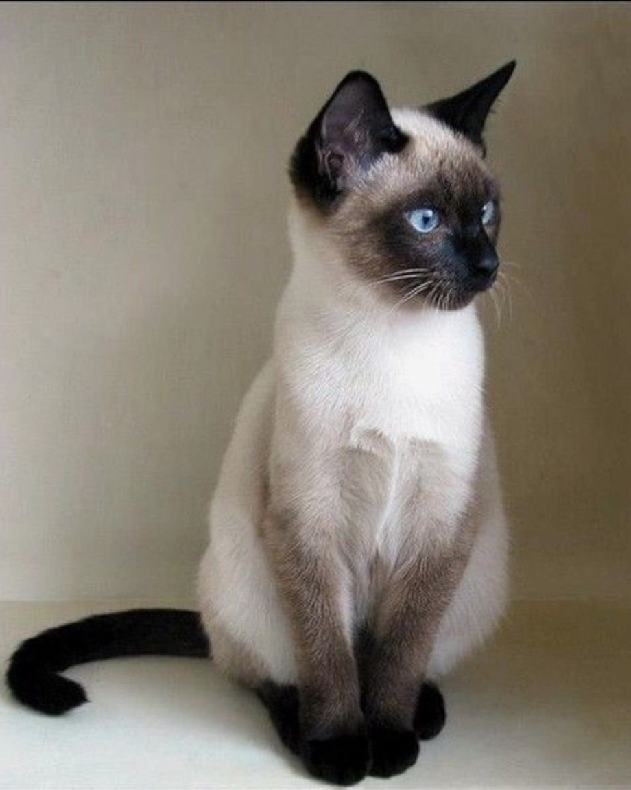 Сиамская кошка короткошерстная