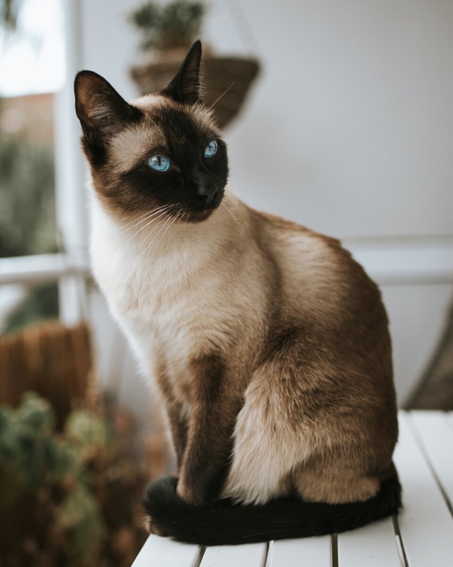 Сиамская кошка