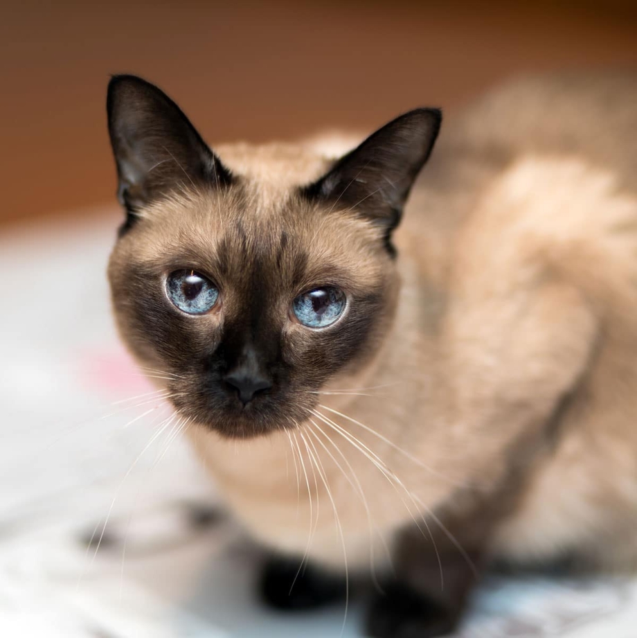 Сиамские коты