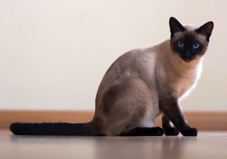 Сиамская кошка Лапкинс