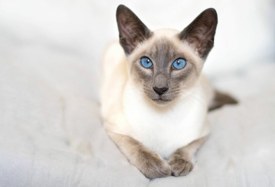 Сиамская кошка Сиамская