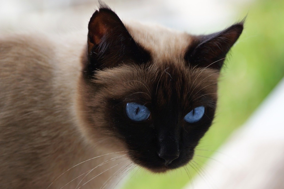 Сиамская кошка стандарт