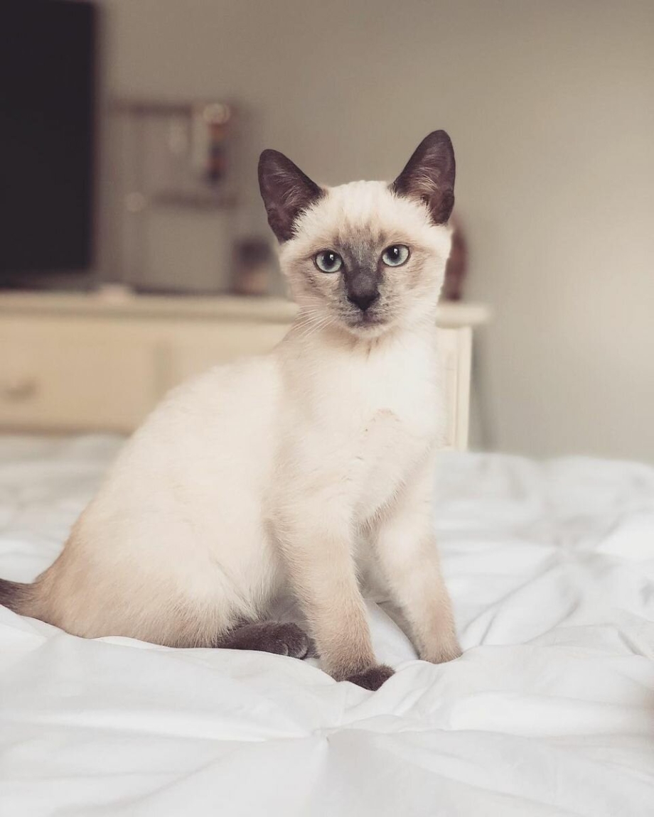 Тайская Балинезийская кошка
