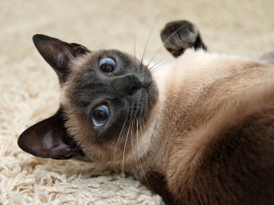 Сиамская кошка