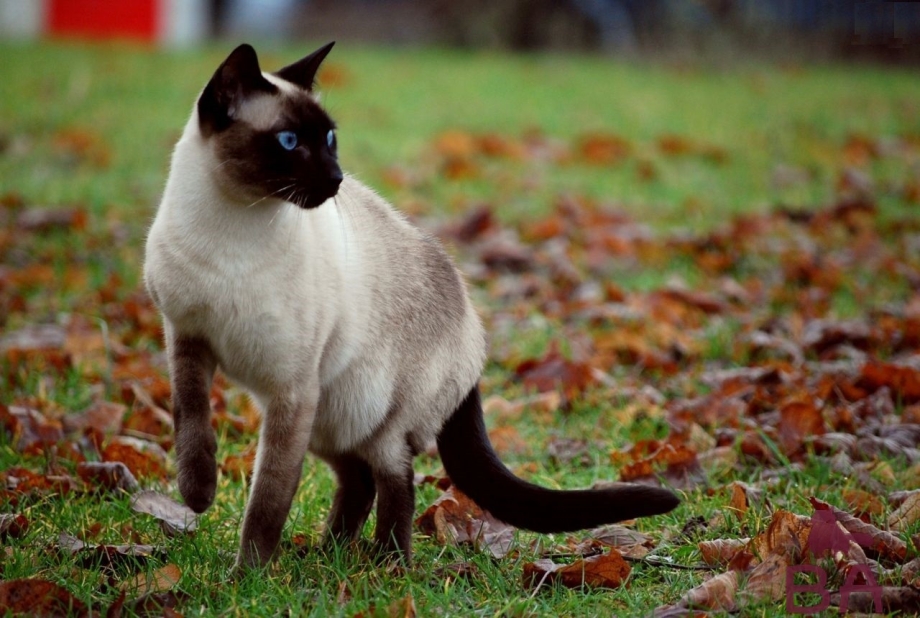 Сиамская кошка