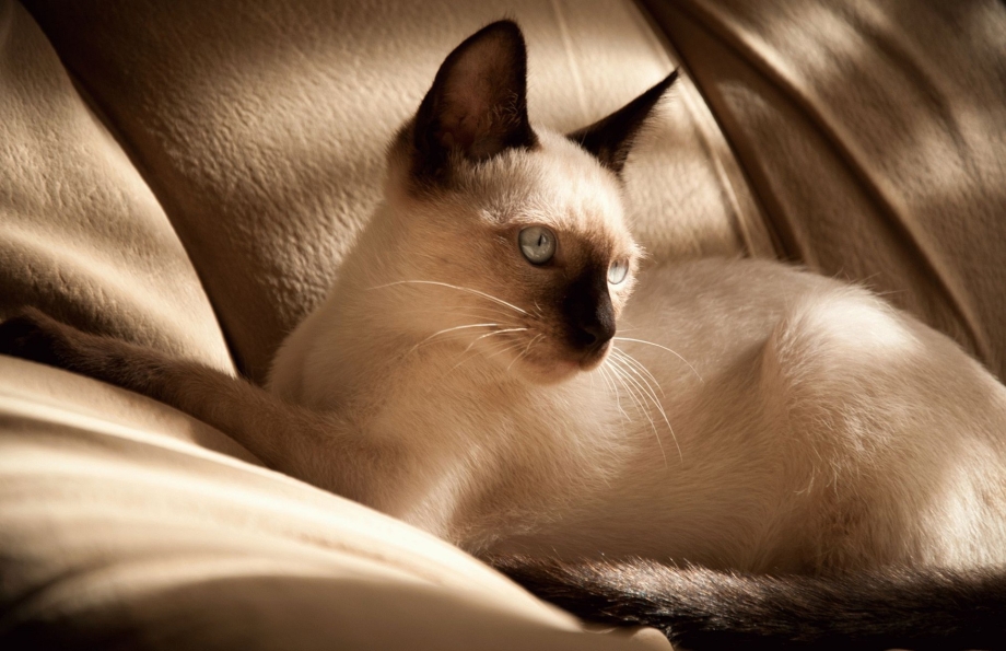 Сиамская кошка