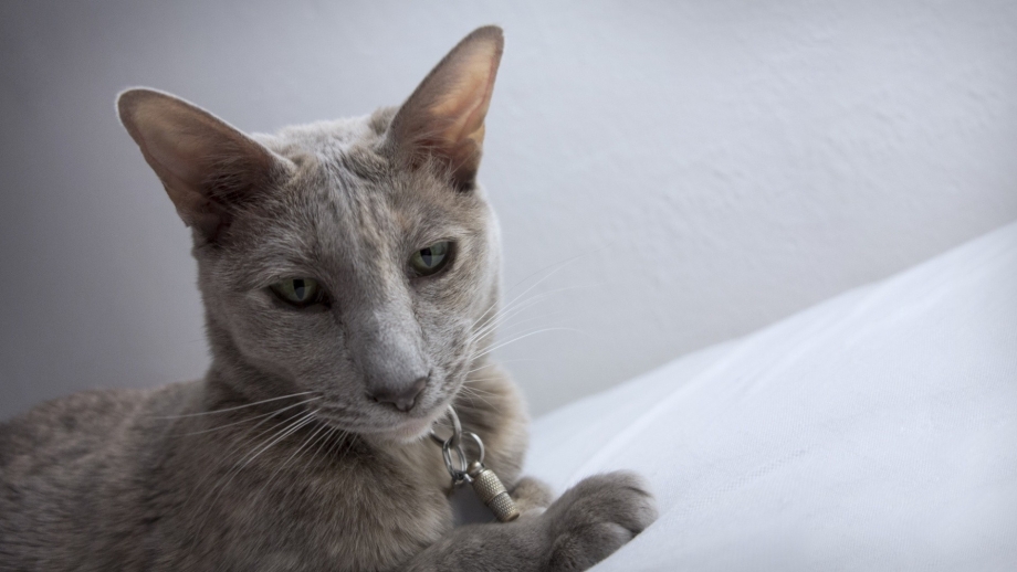 Корат кошка