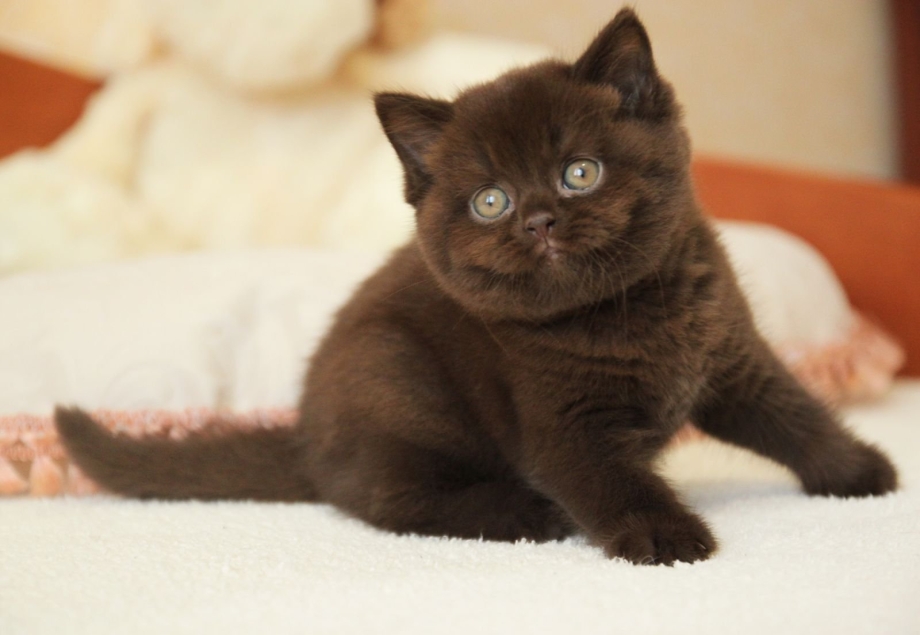 Шотландцы коты коричневые