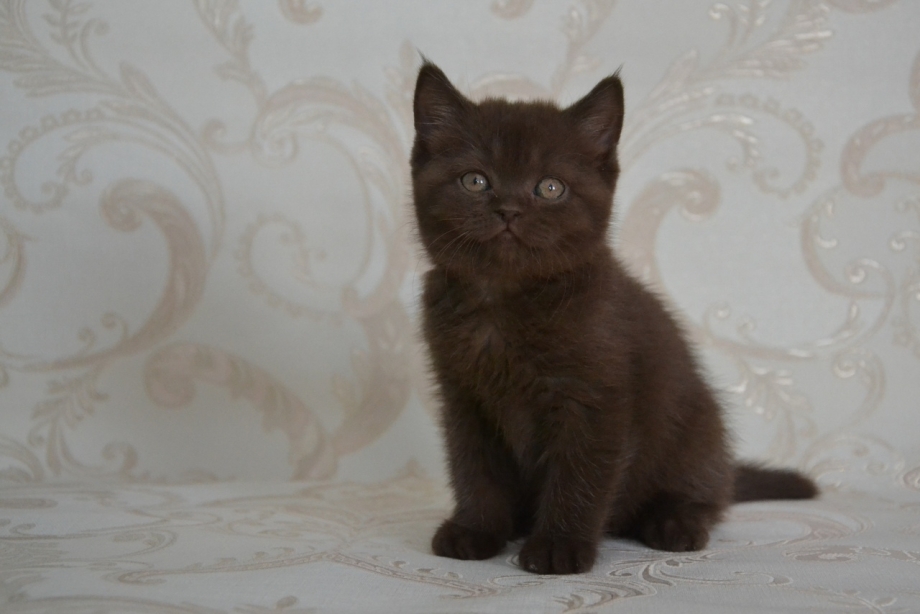 Котенок британец шоколад