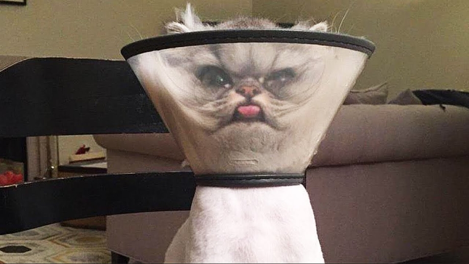 Смешные коты в воротнике