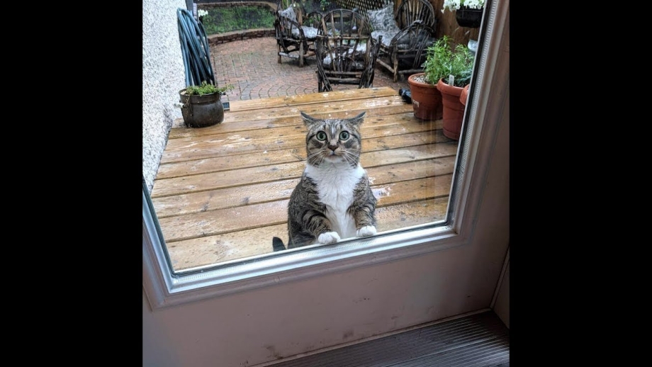 Кот ржач
