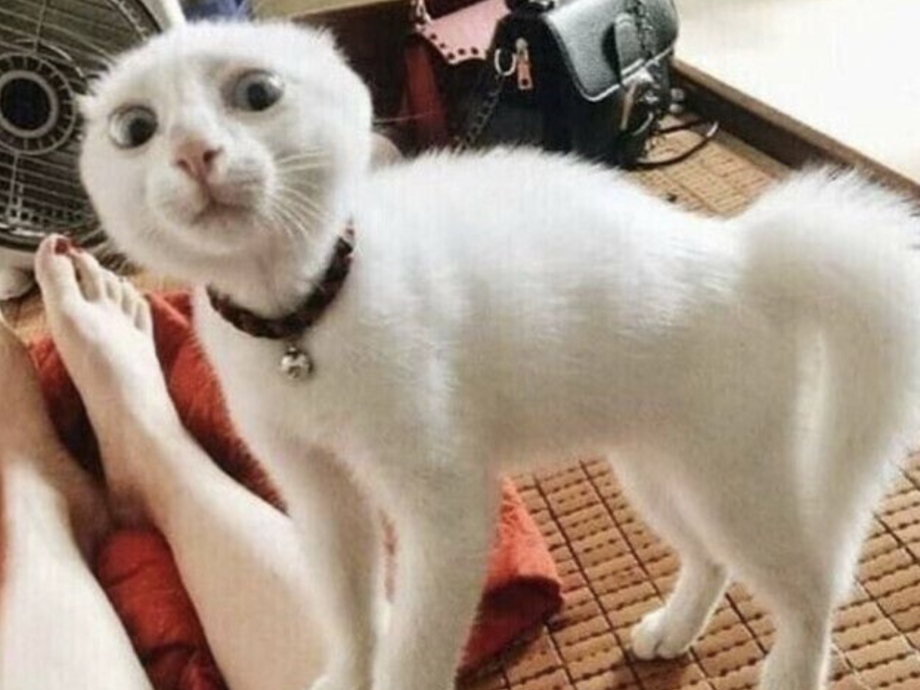 Приколы с котами до слёз 2019