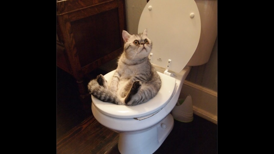 Унитаз для кошек