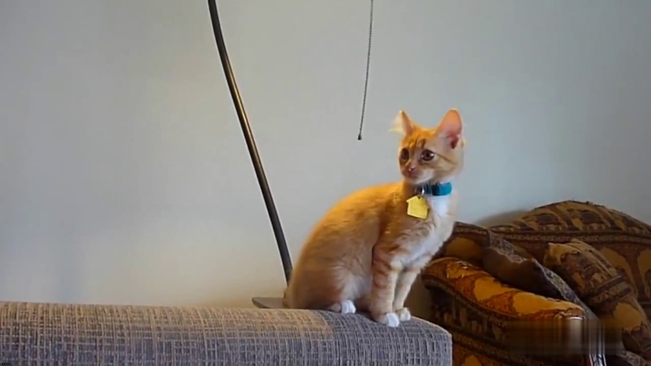 С котами до слез
