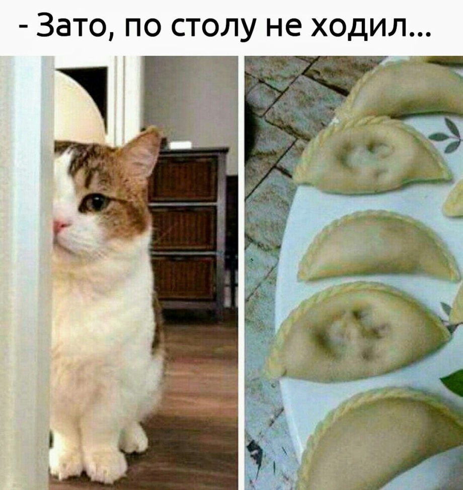 Смешные мемы про котов и пельмени