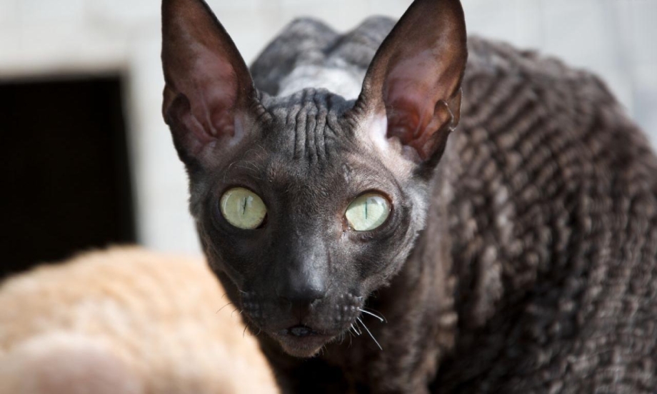 Корниш рекс кошка