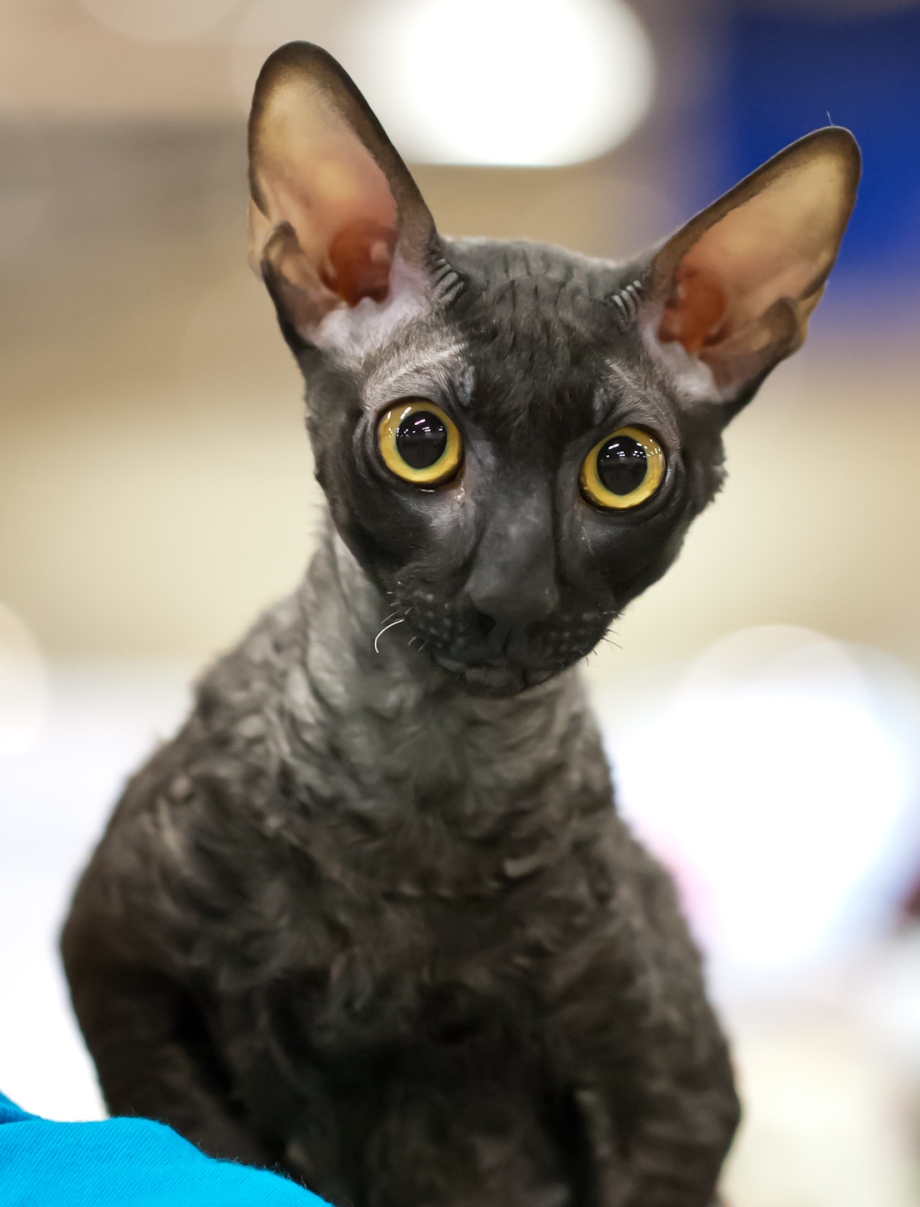 Корниш рекс