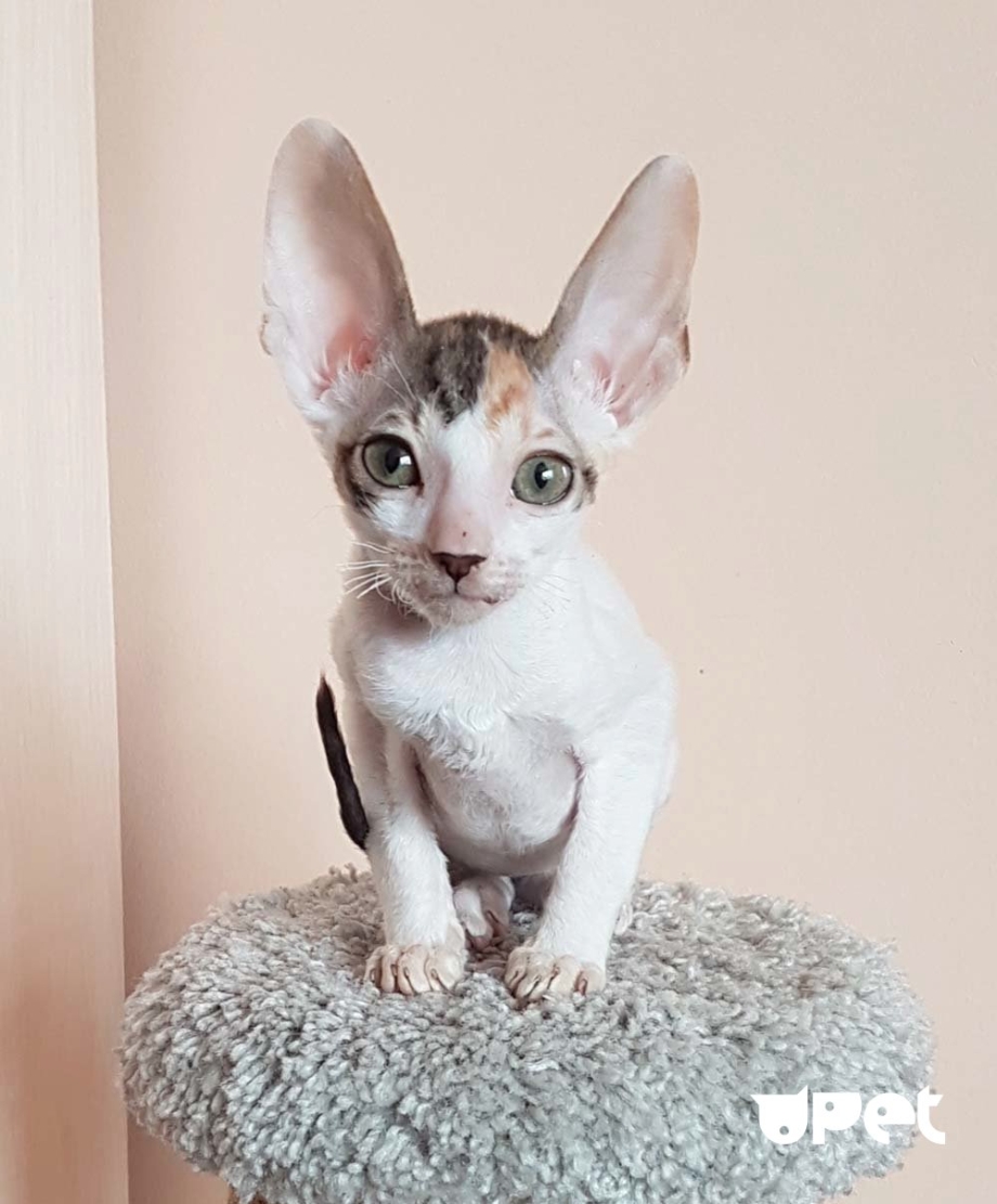 Коты породы Корниш рекс