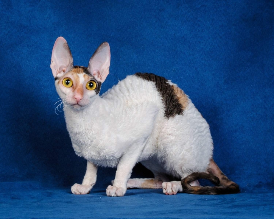 Корниш рекс кошка