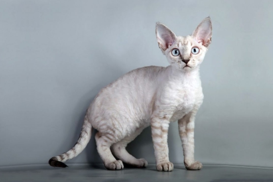 Коты породы Корниш рекс