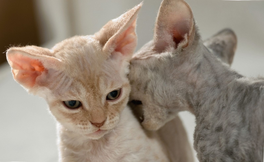 Корниш рекс кошка